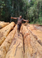 Tali, Azobe, Bilinga, Doussie, Doussie,Okan, padouk, Iroko, okoume,  palo rosa, square logs and round logs 