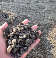 Palm Kernel Shell