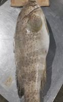 Bharaya Seafood