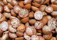 Betel Nuts