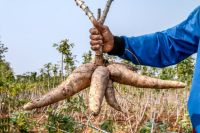 Cassava Flour, Dried Cassava, Fresh Cassava, Cassava Chips