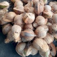 Coconut Seed