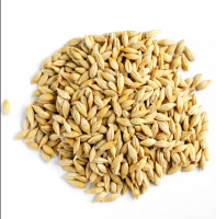 100% Malt Barley, Pearl Barley For Sale Animal Feed. 100% Barley Seeds
