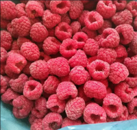 https://cn.tradekey.com/product_view/100-Natural-Berries-Iqf-Raspberry-Whole-10266051.html