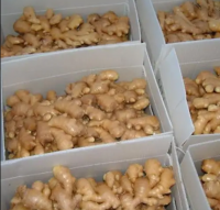https://cn.tradekey.com/product_view/Cheap-Wholesale-Organic-Fresh-Ginger-For-Sale-10267833.html
