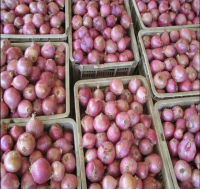 https://cn.tradekey.com/product_view/2024-New-Crop-Of-Agricom-Brand-Fresh-Red-Onions-And-Yellow-Onion-10267853.html