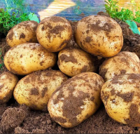 https://cn.tradekey.com/product_view/Cheap-Wholesale-Top-Quality-Fresh-Vegetable-Fresh-Irish-Potatoes-In-Bulk-10267725.html
