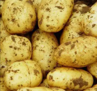 https://cn.tradekey.com/product_view/Best-Price-Vegetable-Seeds-New-Season-Potato-Wholesale-Fresh-Potato-Vegetable-Export-Export-Production-Potato-Price-10267711.html