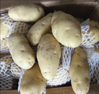https://cn.tradekey.com/product_view/2022-Popular-Vegetable-100-Organic-Fresh-Potato-Export-Wholesale-Price-10267715.html