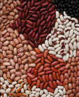 High Quality Black,Red,White Kidney Beans New Crop Year