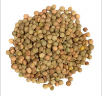 https://cn.tradekey.com/product_view/Buy-Hot-Sale-High-Quality-Organic-Dried-Whole-Split-Lentils-Red-Lentils-Green-Lentils-10268009.html