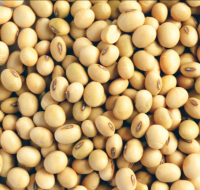 Non Gmo Soybeans / Soya Beans, Soy Bean Seeds And Soya Bean Seeds