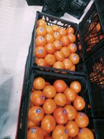 Fresh tangerine (Marquette)