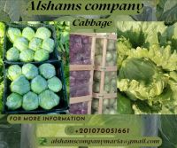 fresh cabbage