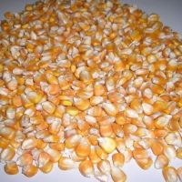 Yellow maize