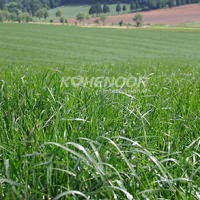 Kohenoor Ryegrass Seed - Boost Forage Quality And Milk Production