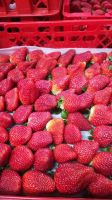 Fresh Berries, Fresh Strawberry With High Quality, Fresh Style Berries, Fresh Strawberries Punnets