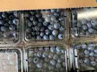 Fresh Blueberries, High Quality Blueberries, Fresh Blueberries Punnets