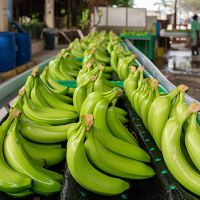 Premium Fresh Banana, Green Cavendish Banana, Green Banana, Sweet Yellow Banana