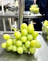 Fresh Grapes, Fresh Table Grapes, Seedless Grapes, Thompson Seedless, Crimson Seedless