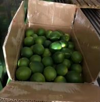 Fresh Limes, Quality Green Limes, Fresh Seedless Limes, Fresh Citrus Fruits