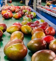 Fresh Mango, Mangoes, Tommy Atkins Mango, Kent Mango, Frozen Mango