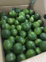 Fresh Limes, Quality Green Limes, Fresh Seedless Limes, Fresh Citrus Fruits