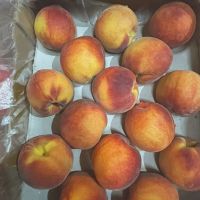 Quality Fresh Peaches, Fresh Plums, Fresh Nectarine, Yellow Peaches, Yellow Nectarine