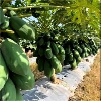 Fresh Papaya, Sweet Papaya, Frozen Papaya