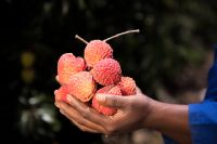 Passion Fruits, Kiwi Fruits, Fresh Litchi, Fresh Dragon Fruits