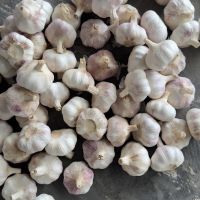 High Quality Fresh Garlic, White Garlic, Pink Garlic, Natural Pure Garlic