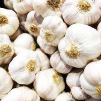 Fresh Garlic