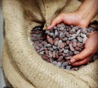 cocoa beans