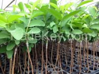 grafted guava seedling on a nematode resistance rootstock 