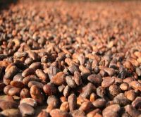 Cocoa Beans