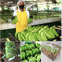 Cavendish Banana Best Quality Premium Grade Common Cultivation Type Wholesale 100% Natural Fresh Bananas