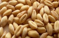  Soft Milling Wheat â NON-GMO (for making bread) - USA/Mexico Origin.