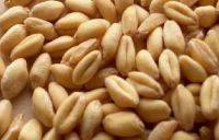 Soft Milling Wheat    NON-GMO (for making bread) - USA/Mexico Origin.