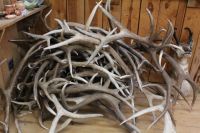 Red Deer Antlers For Sale