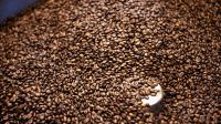 Roasted Arabica Coffee Beans – Best Quality – Origin From Spain