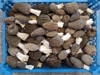 Morel Mushroom