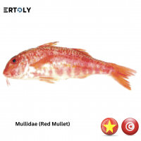 Red Mullet (Mullidae)