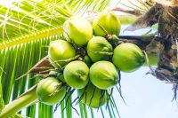 Fresh Coconut