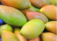 Fresh Indian Mangoes