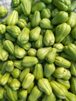 chayote (sechium edule)