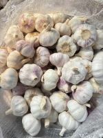 B 4.5-6.0cm 20kg Chinese Fresh Garlic Vegetables Garlic Wholesale Normal White Garlic