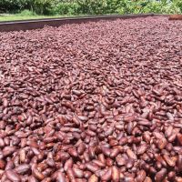 Dried Cocoa Beans