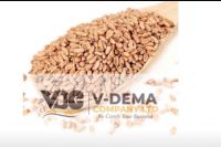 Wheat Grains