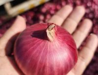 onion