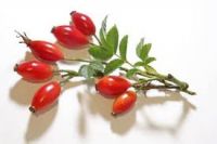 Rose Hips P.e. Rose Hip Extract Powder ,vc ,polyphenols 